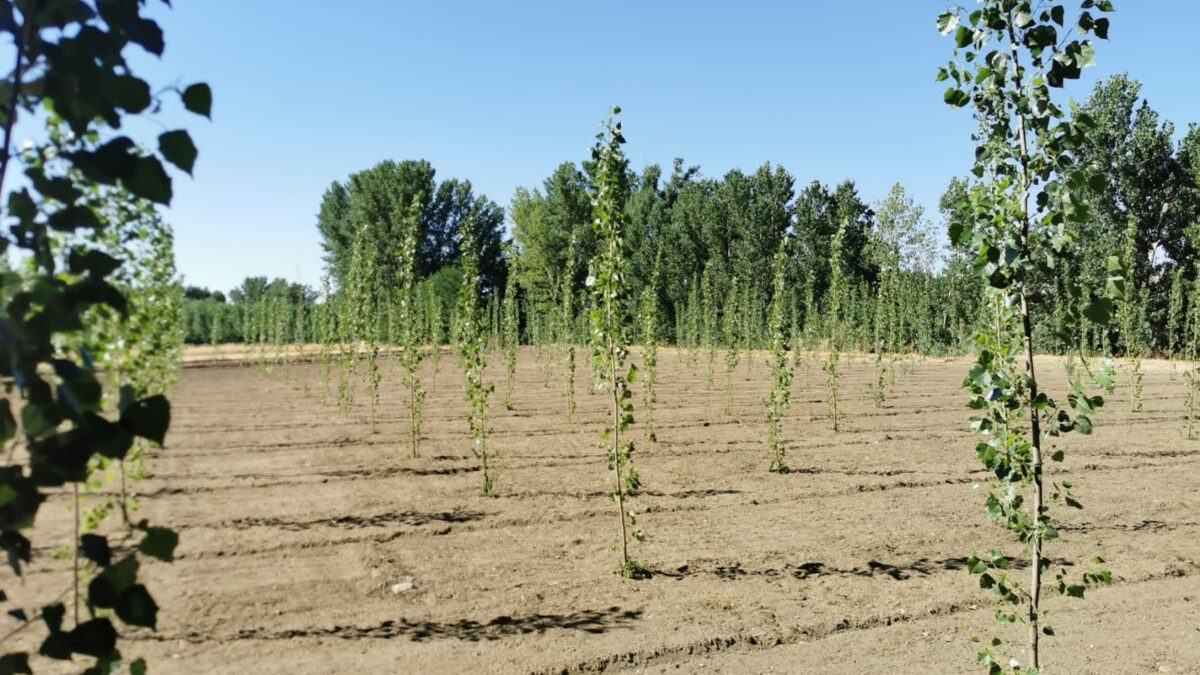 plantación de madera de chopo