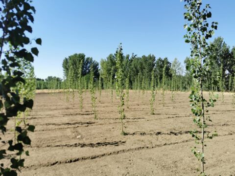 plantación de madera de chopo